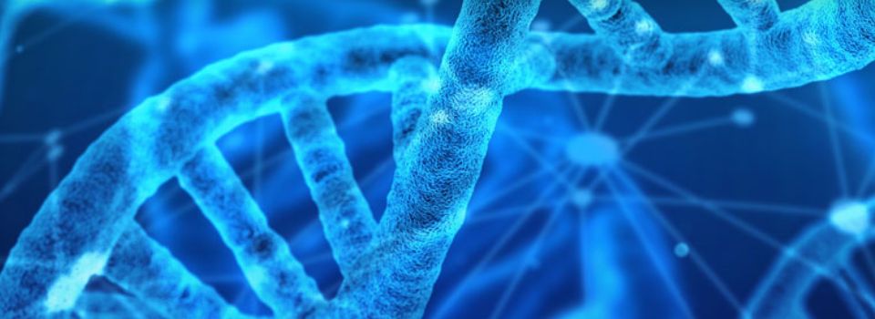 Sveučilišni diplomski studij Biotehnologija / Biotechnology
